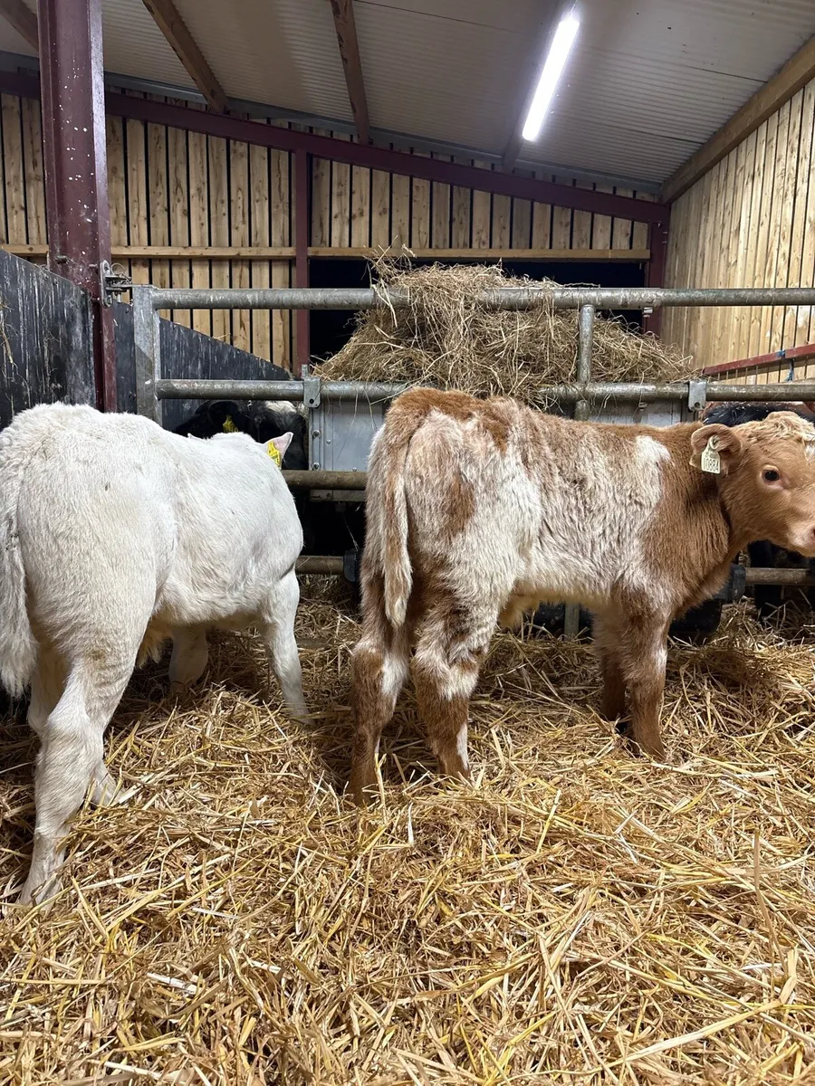 2 super show calves for sale 😍😍 - Image 1