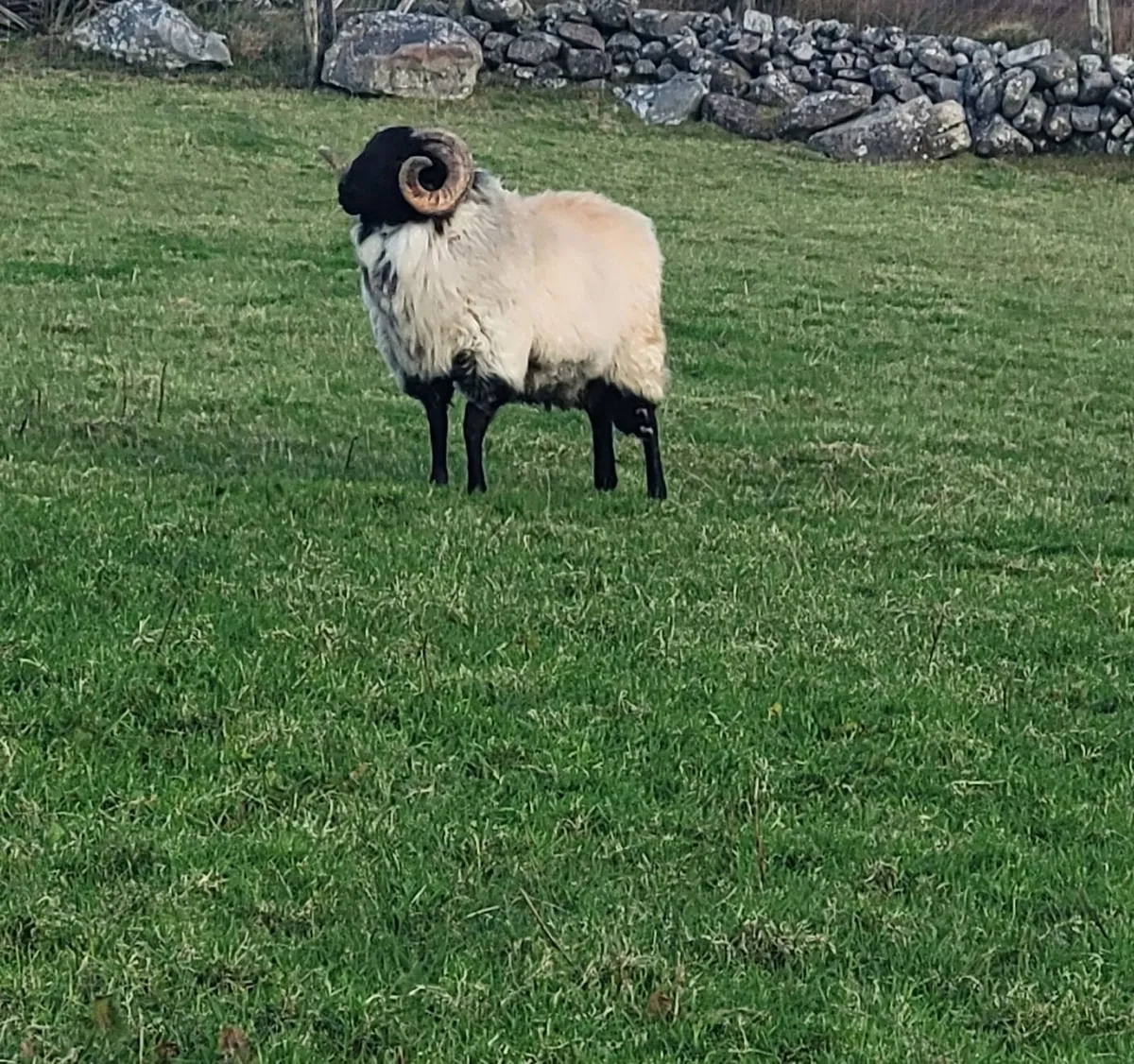 Hogget Mountain Ram - Image 3