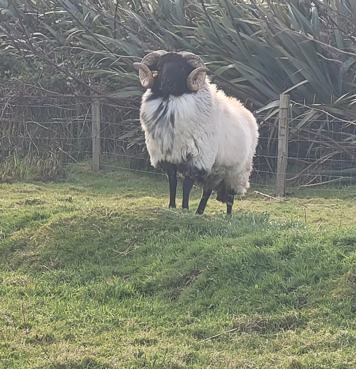 Hogget Mountain Ram - Image 1