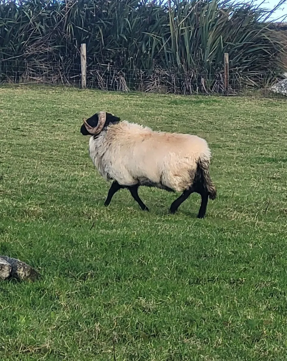 Hogget Mountain Ram - Image 2