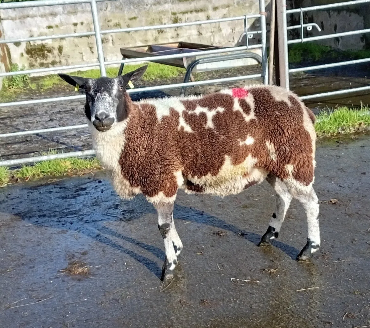 DUTCH SPOTTED HOGGET EWE - Image 1