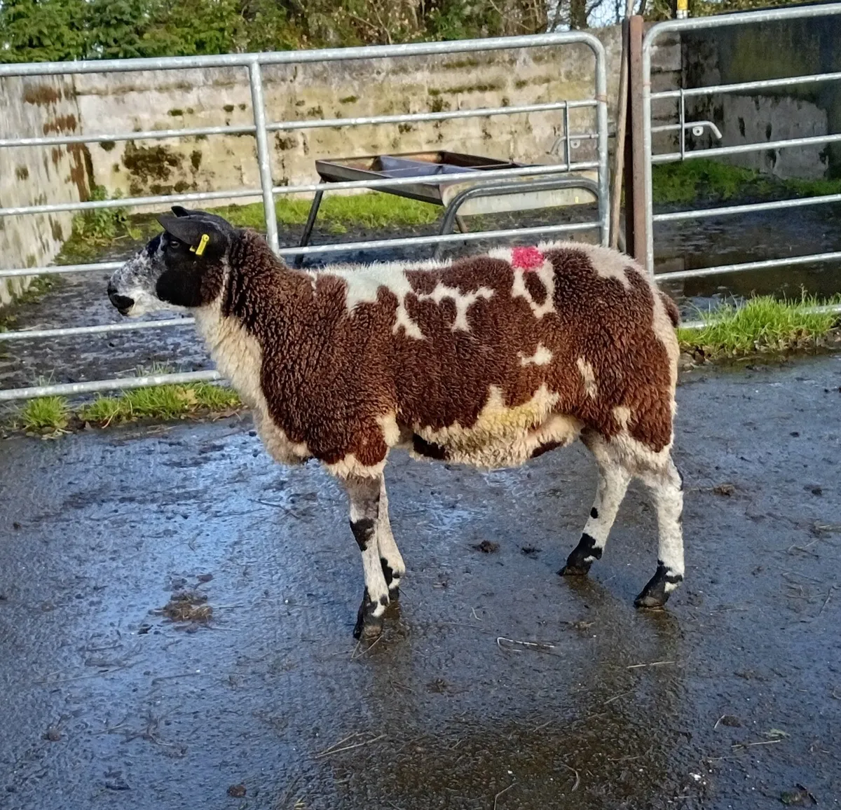 DUTCH SPOTTED HOGGET EWE - Image 2