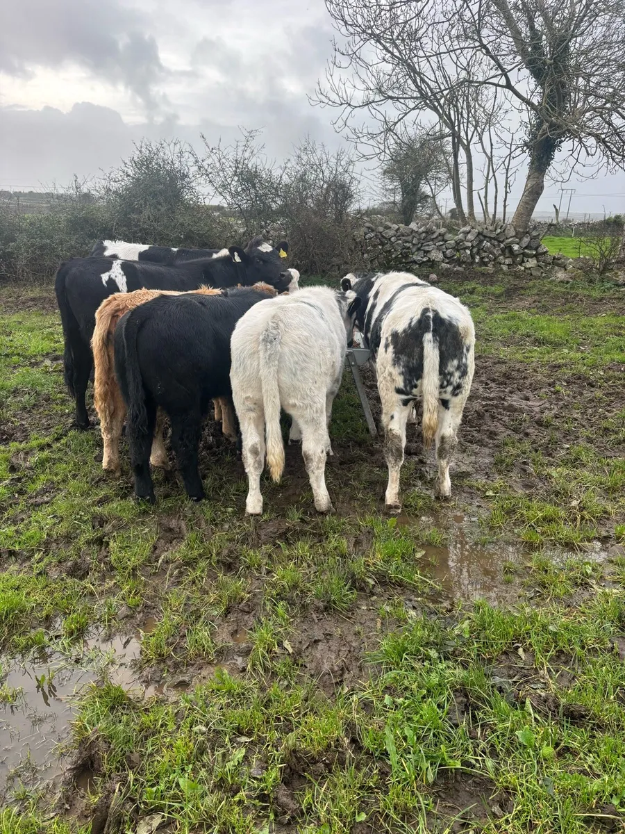 A.I. Weanlings - Image 4