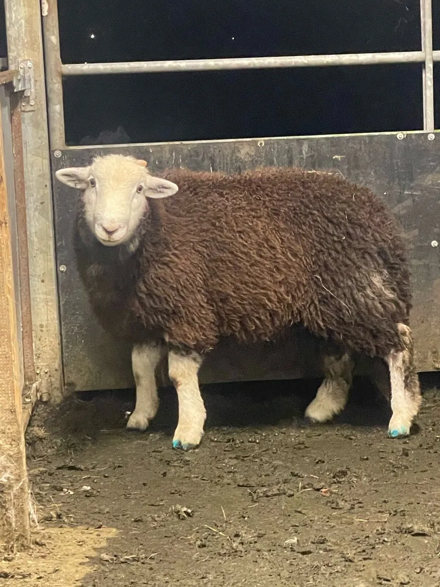 Herdwick ram lamb and hogget for sale - Image 1
