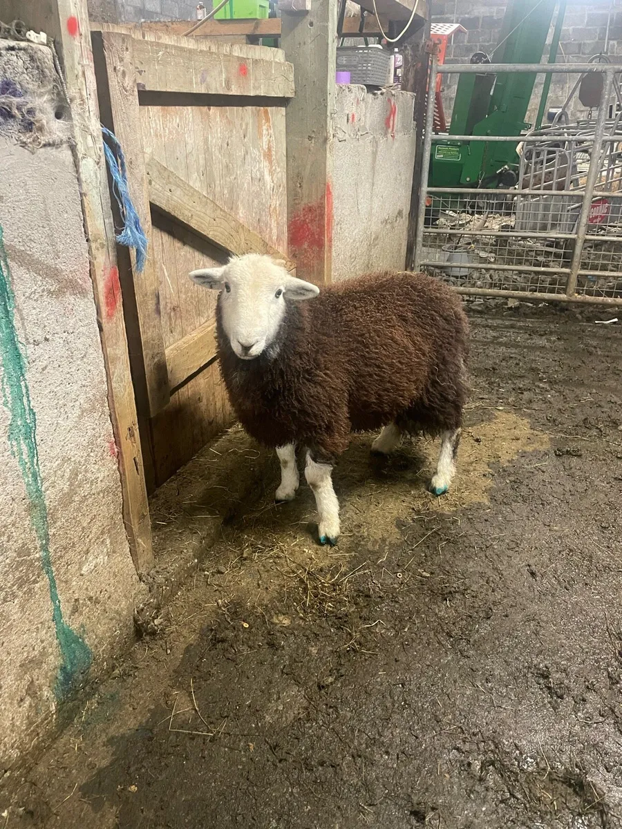 Herdwick ram lamb and hogget for sale - Image 2
