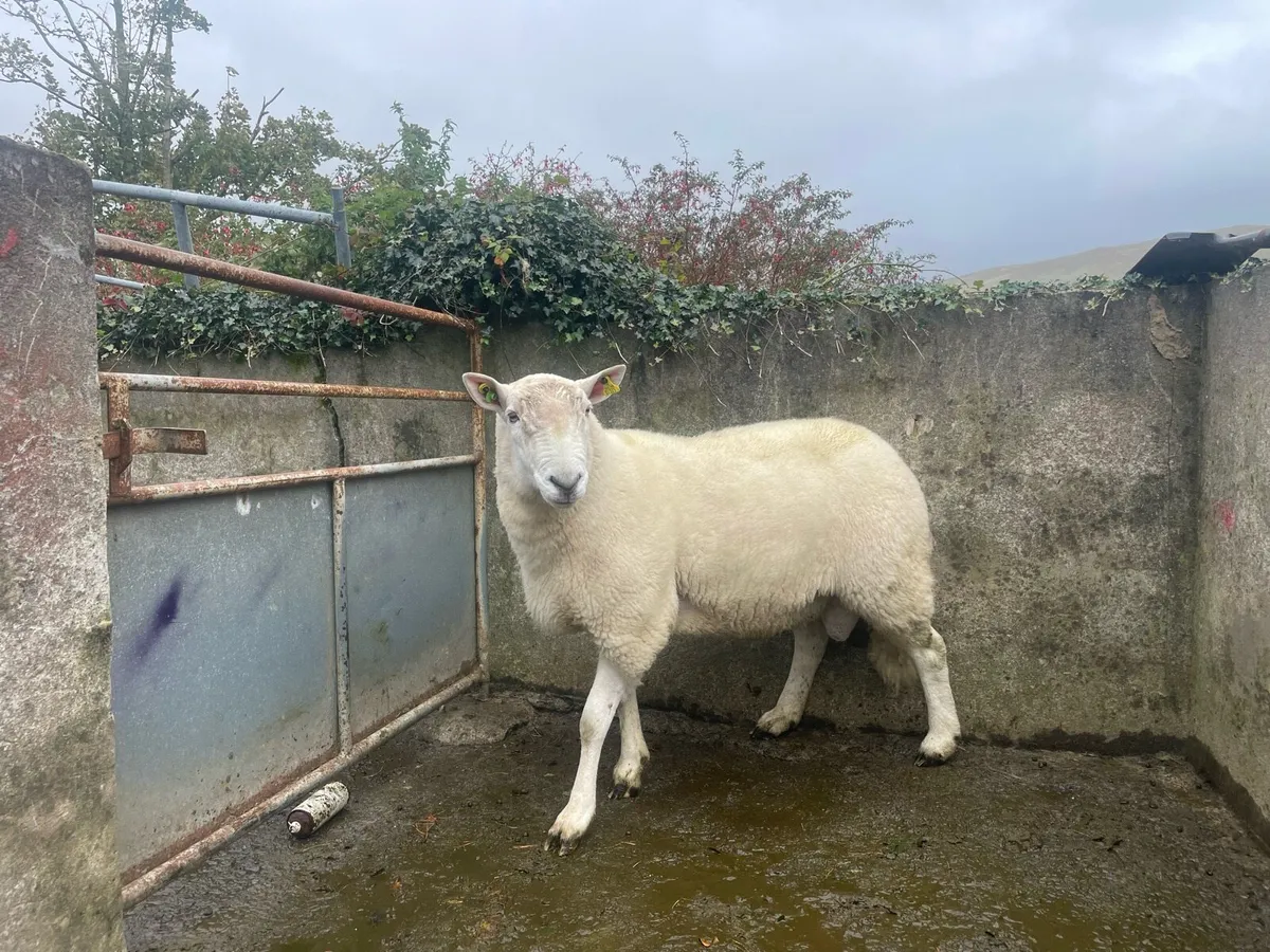 Wicklow Cheviot - Image 1