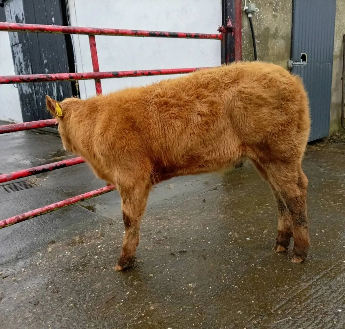 HEIFER   WEANLING - Image 1