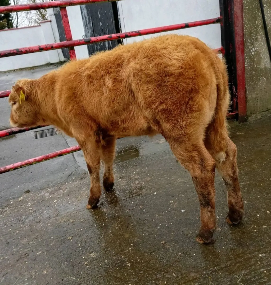HEIFER   WEANLING - Image 2