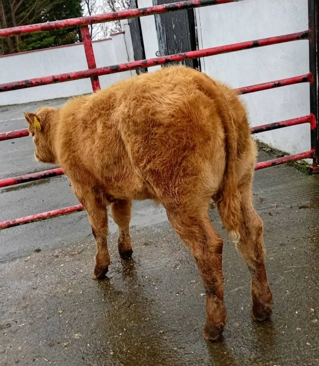 HEIFER   WEANLING - Image 3