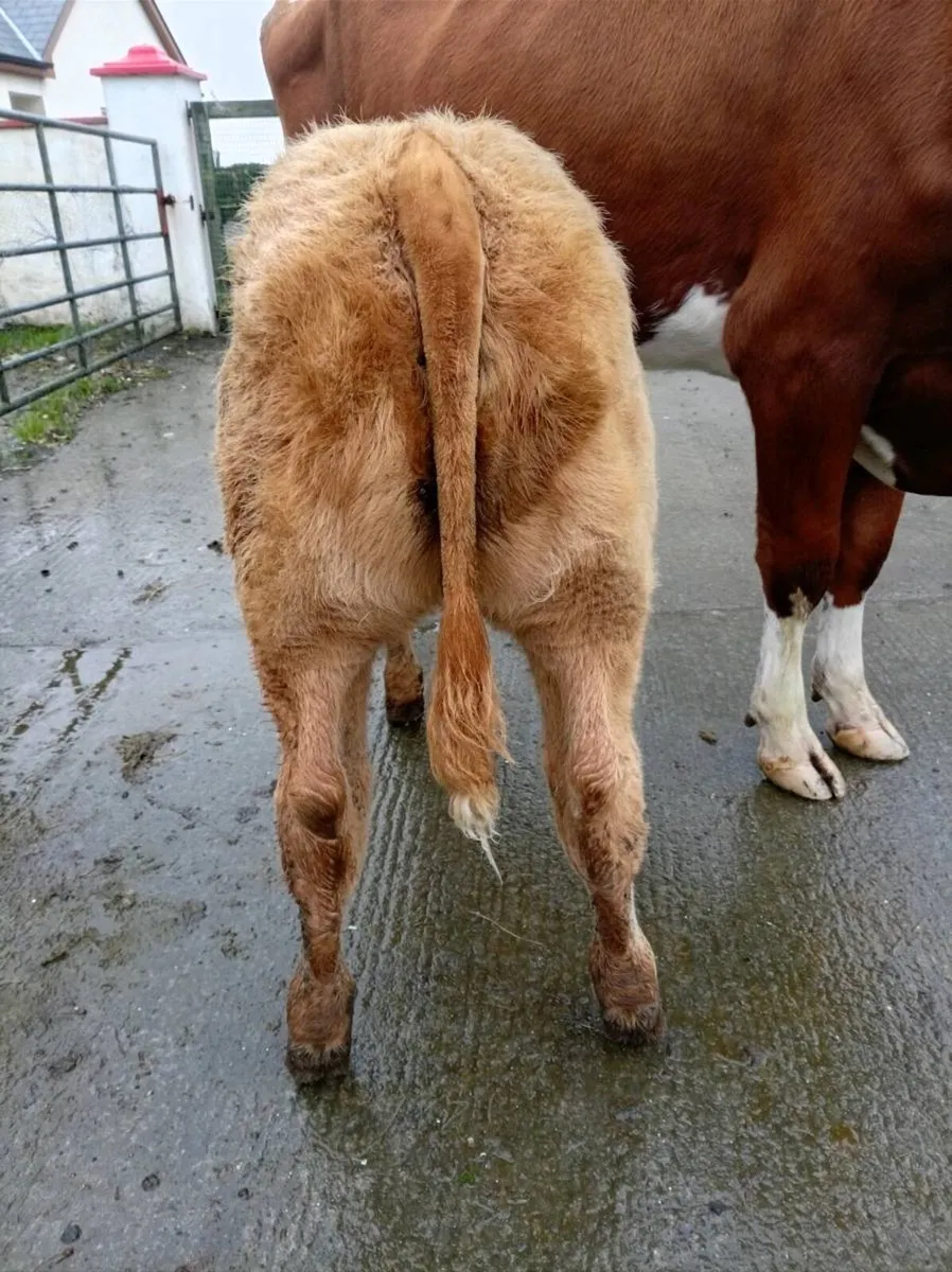 HEIFER   WEANLING - Image 4