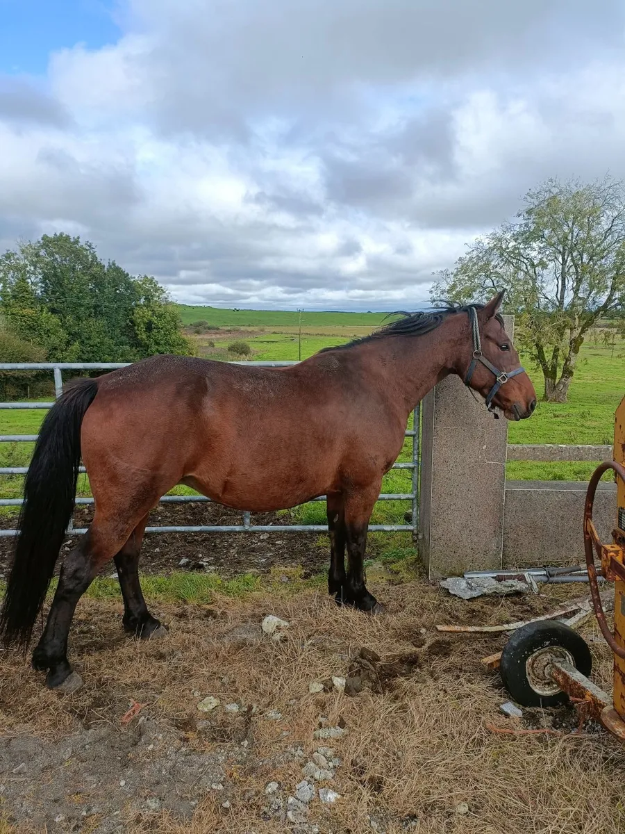 5 Year Old Bay Half Draught Mare - Image 1
