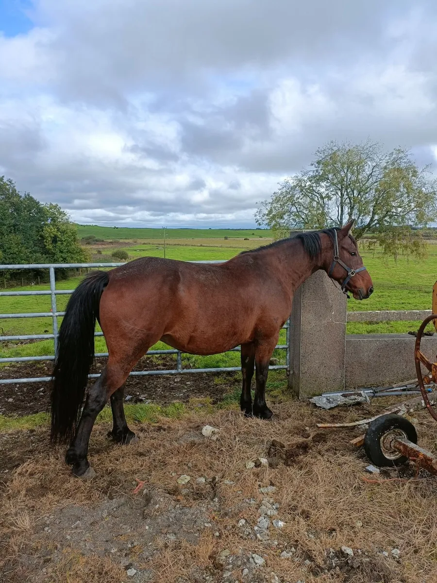5 Year Old Bay Half Draught Mare - Image 2
