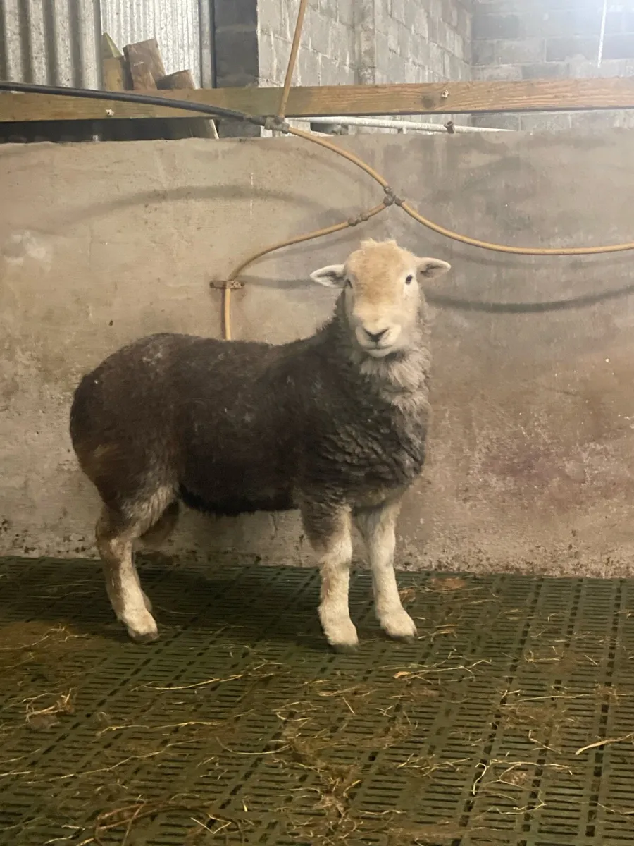 Herdwick ram lamb and hogget for sale - Image 3