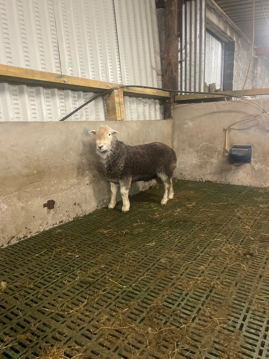 Herdwick ram lamb and hogget for sale - Image 4