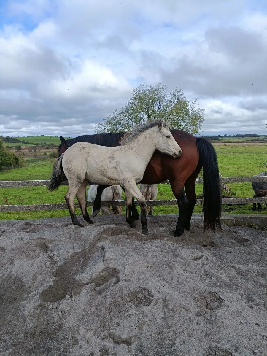 Half Draught Half Connemara Filly Foal - Image 1