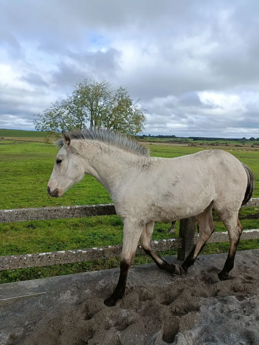 Half Draught Half Connemara Filly Foal - Image 2