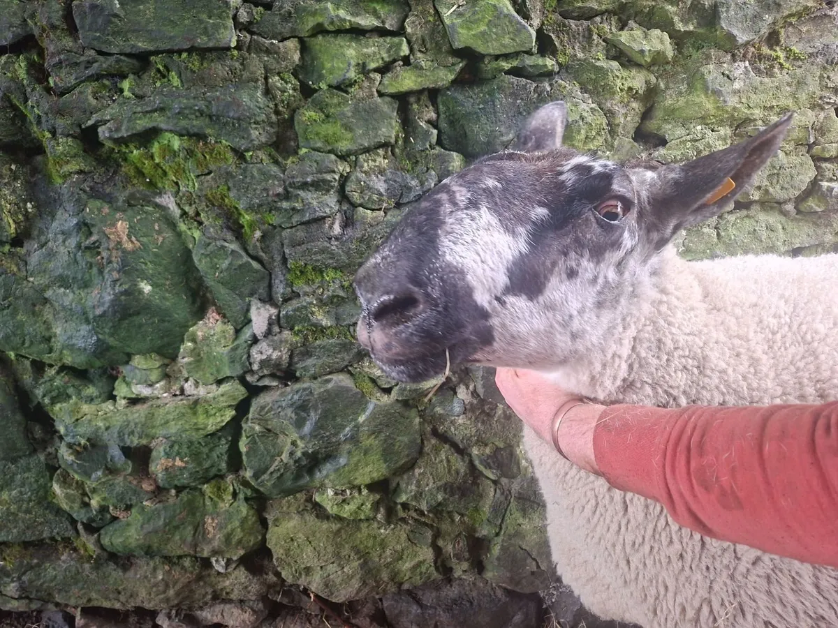 Milford ram - Image 2