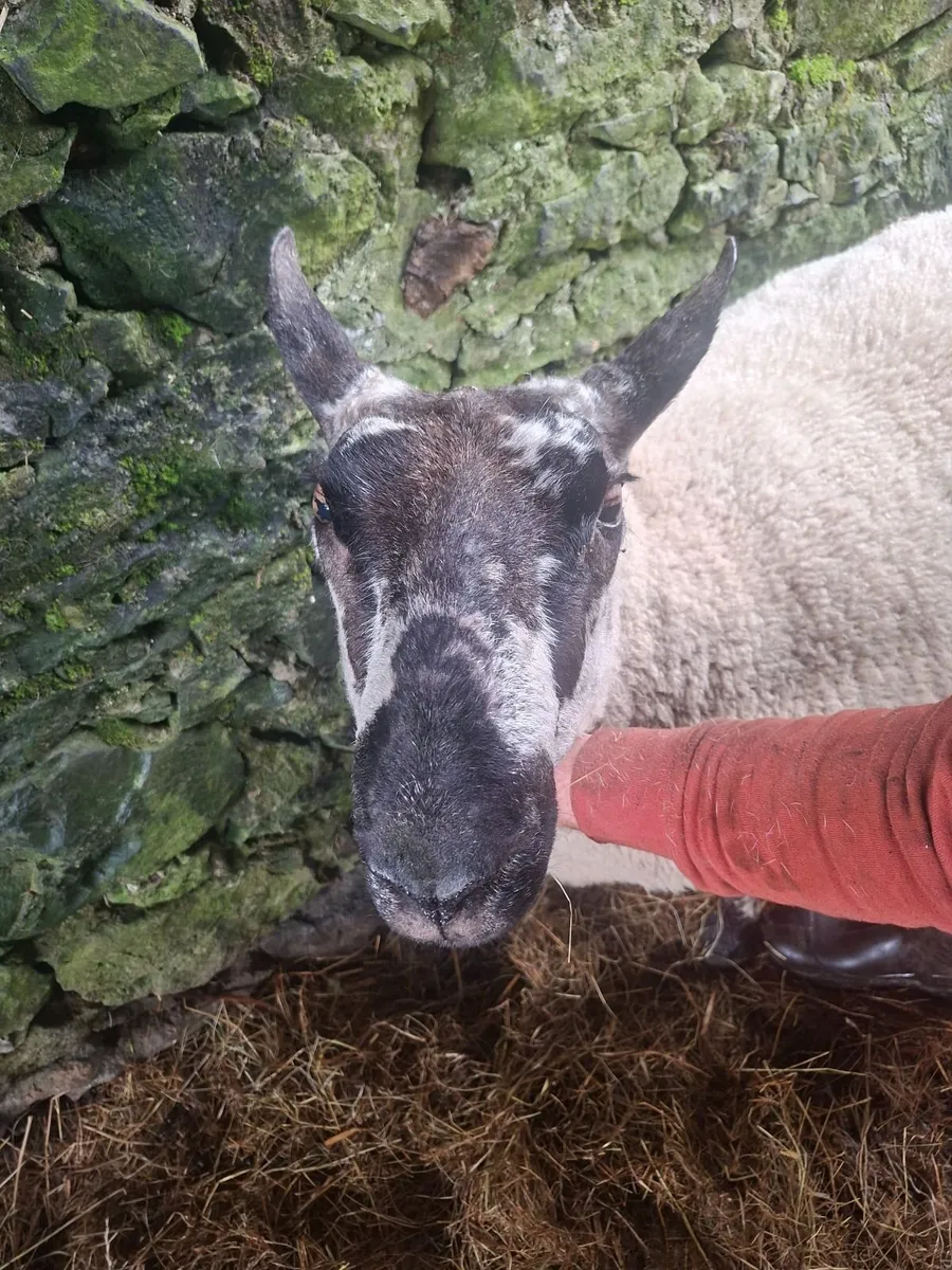 Milford ram - Image 3
