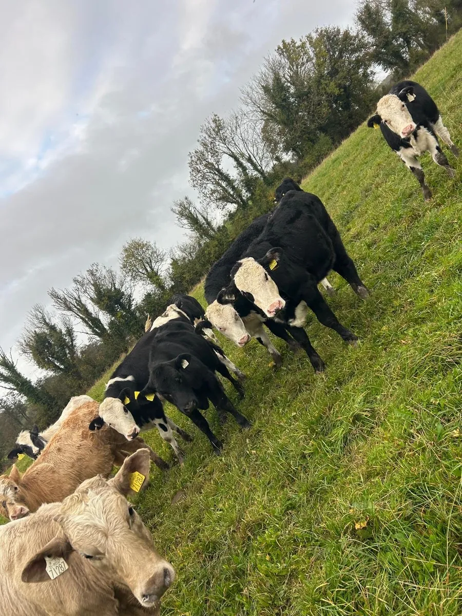 11 Super Heifer Calves - Image 2