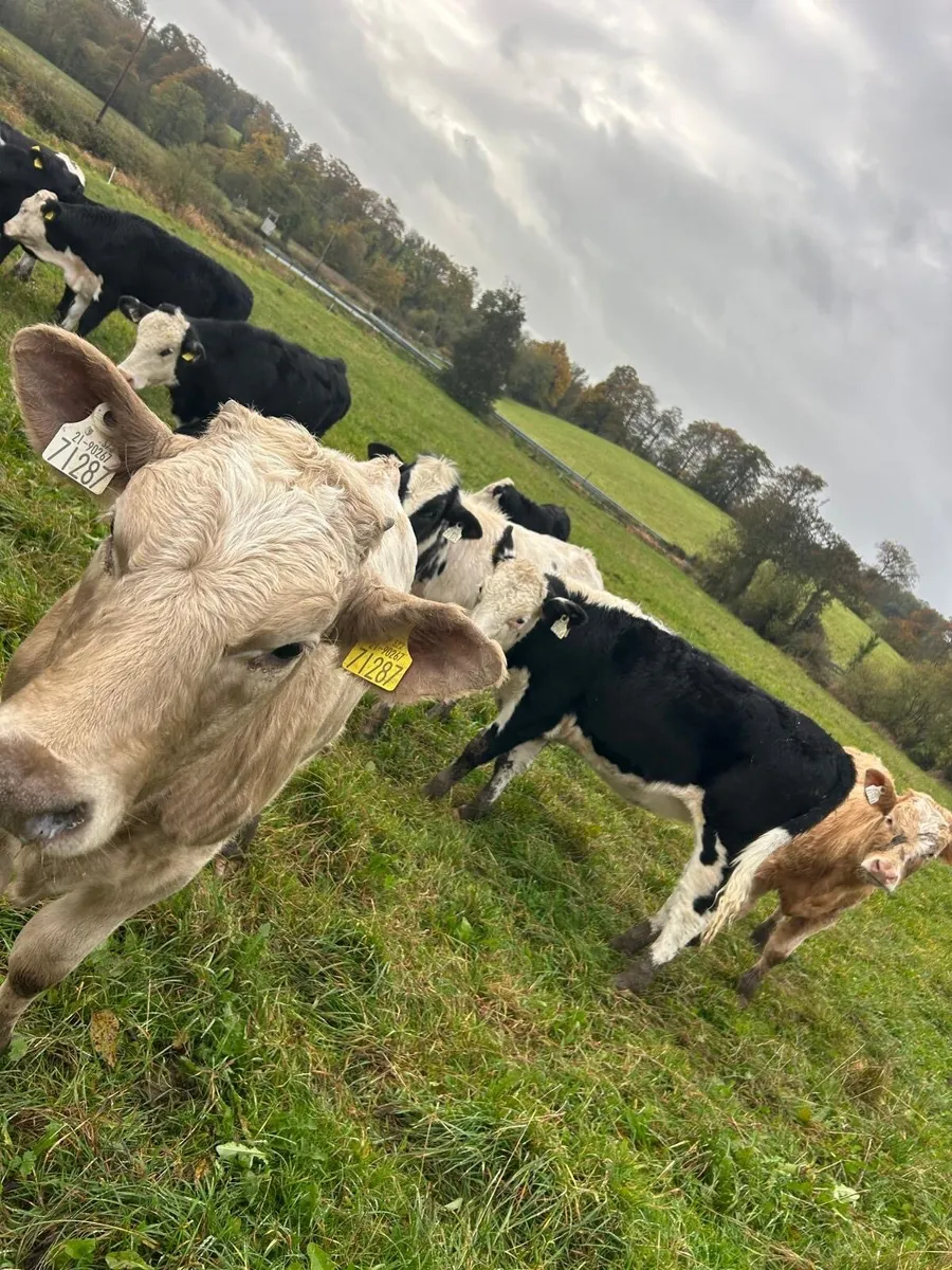 11 Super Heifer Calves - Image 3