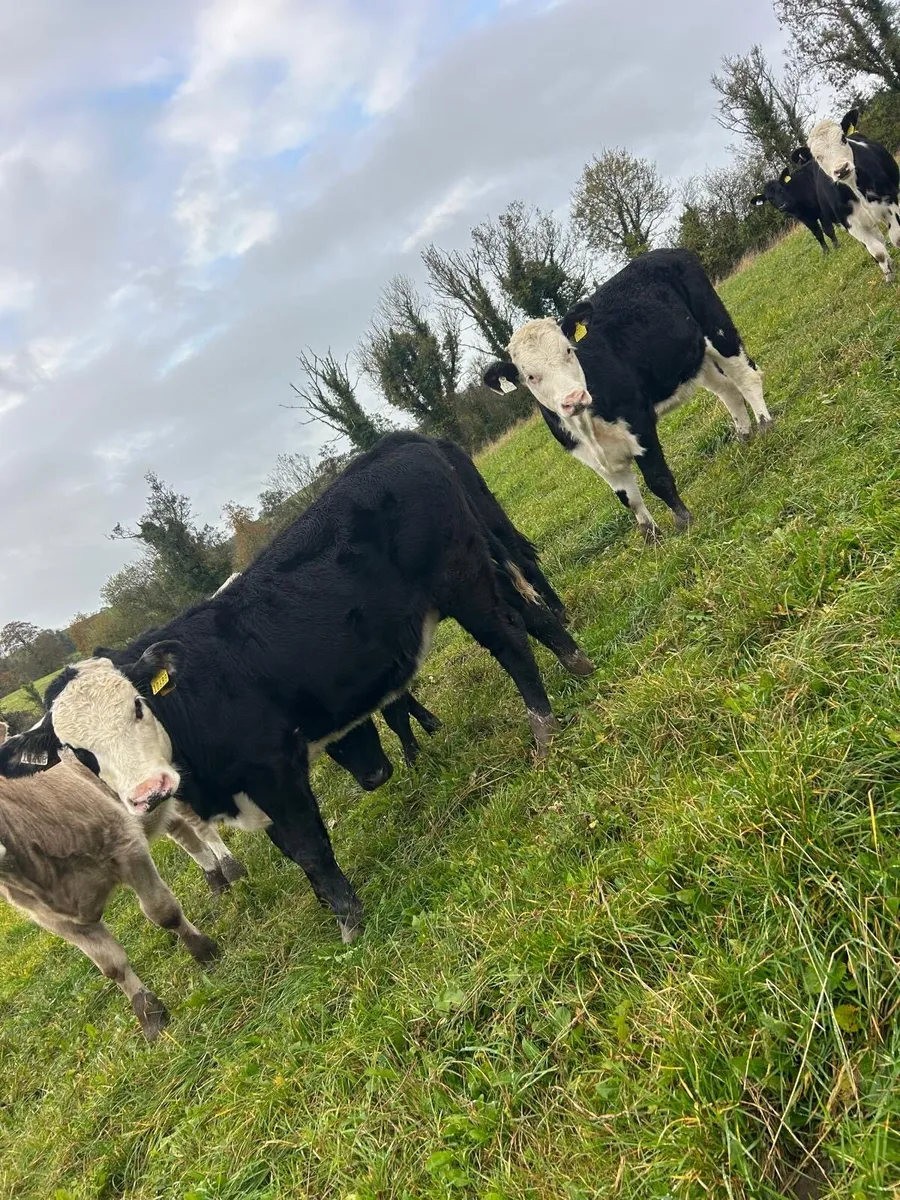 11 Super Heifer Calves - Image 4