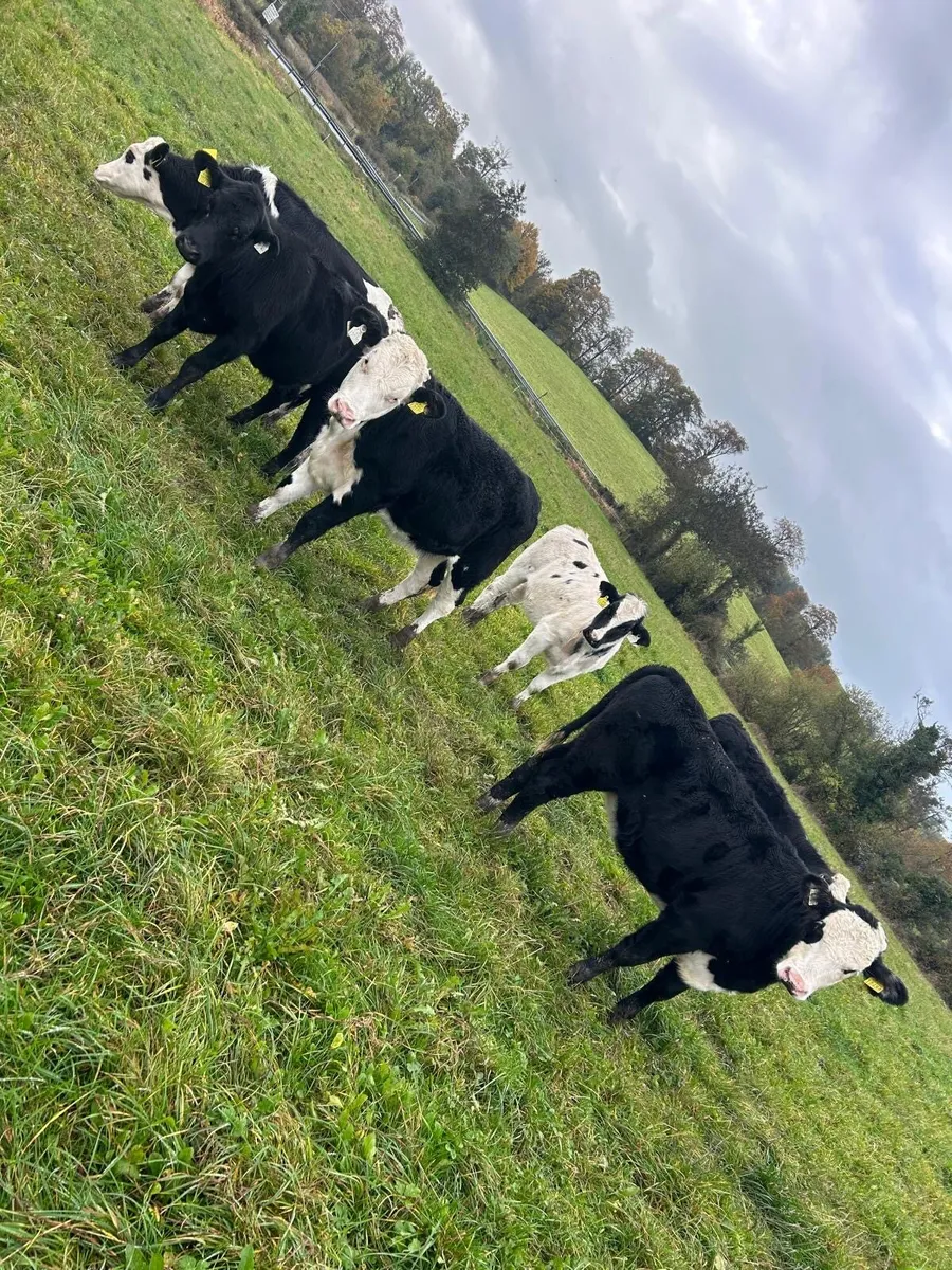 11 Super Heifer Calves - Image 1