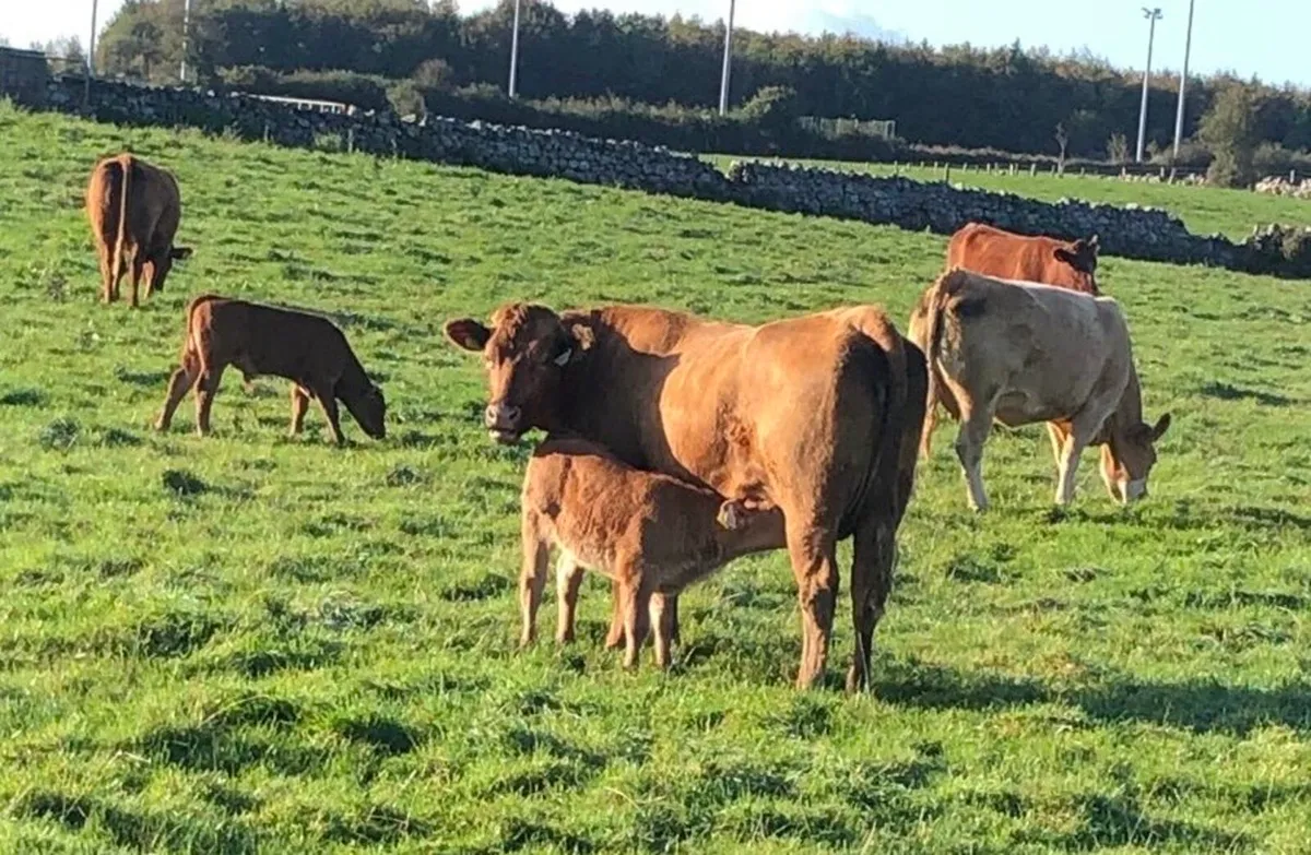 Gort Mart: Thursday 29th October : Entries - Image 3