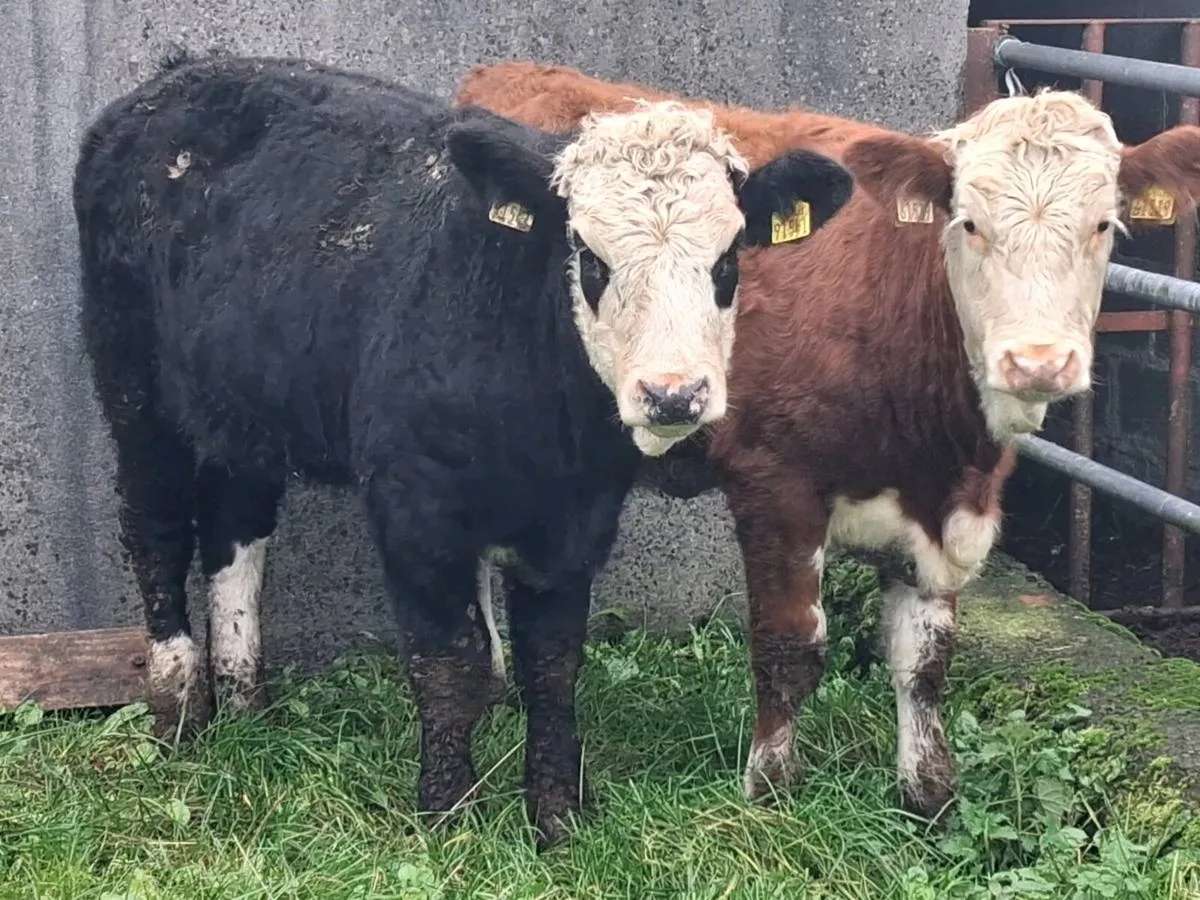 2 Simmental Weanling Heifers - Image 1