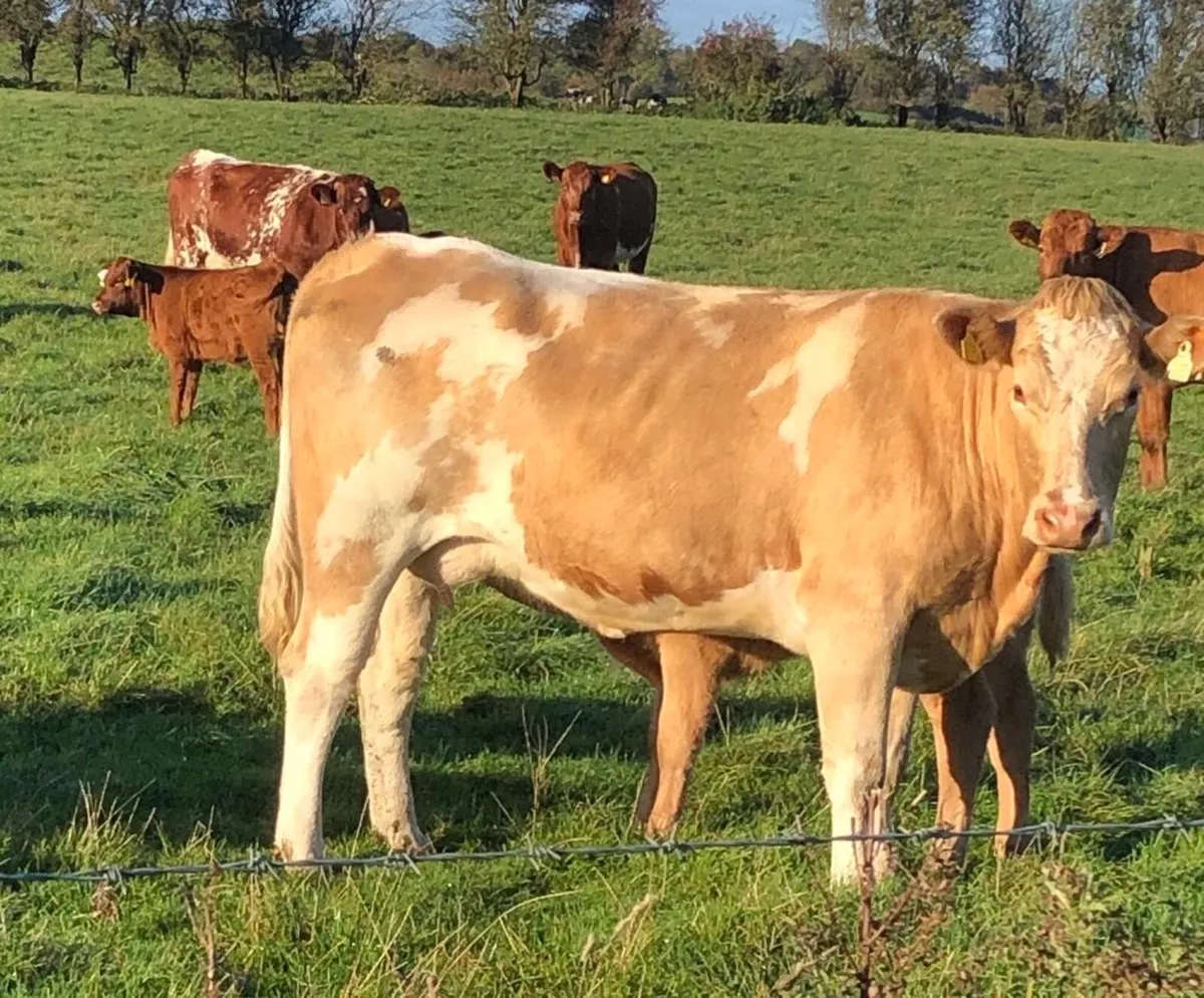 Gort Mart: Thursday 29th October : Entries - Image 4