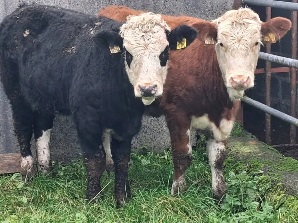 2 Simmental Weanling Heifers - Image 2