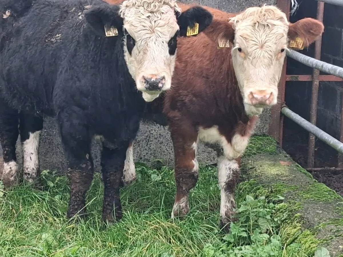 2 Simmental Weanling Heifers - Image 3