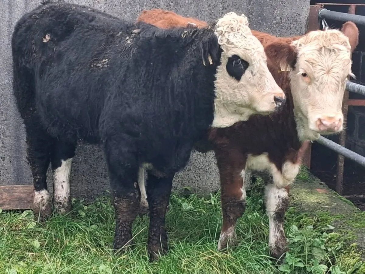 2 Simmental Weanling Heifers - Image 4