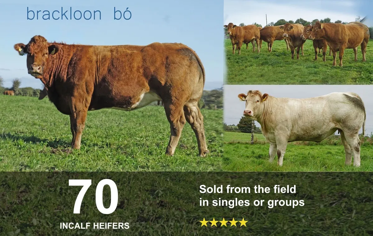 Heifers Incalf Springer - Image 1