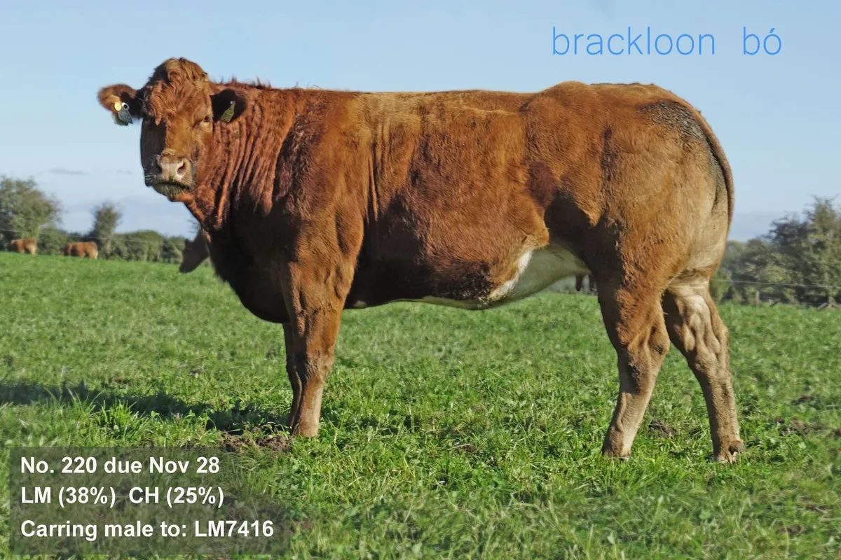 Heifers Incalf Springer - Image 2