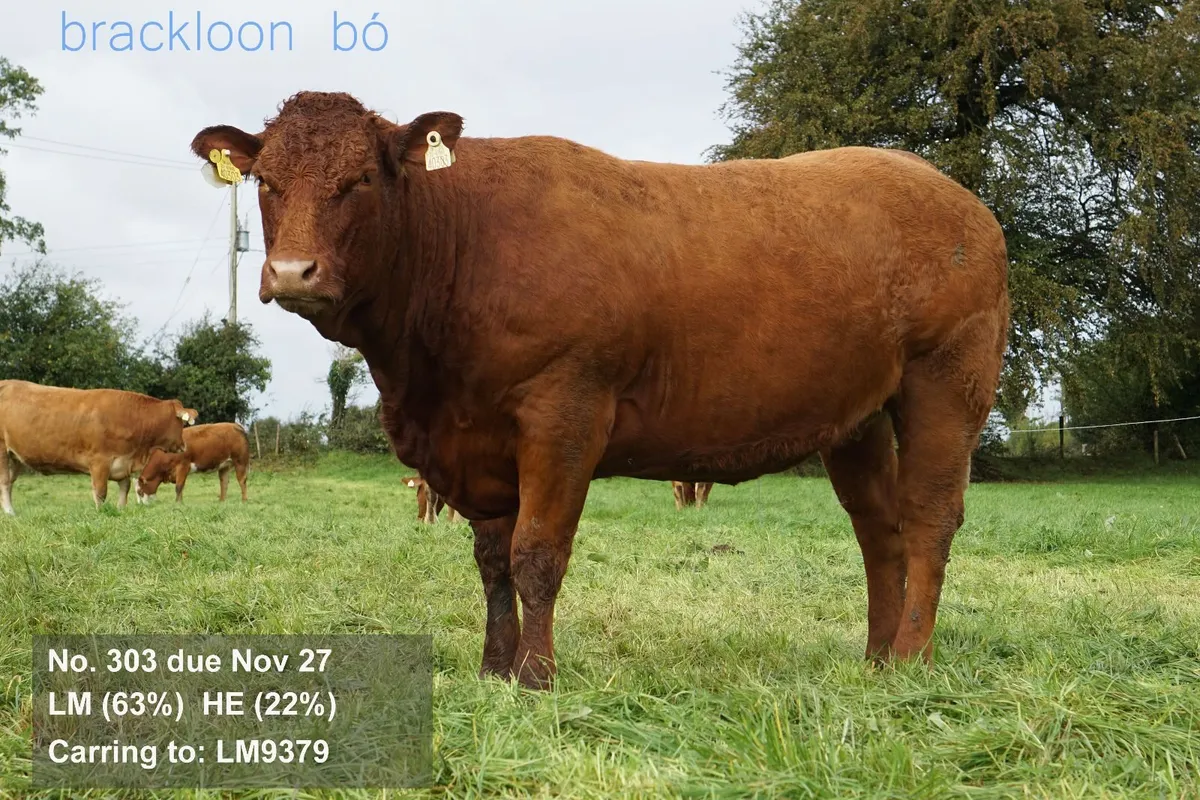 Heifers Incalf Springer - Image 3