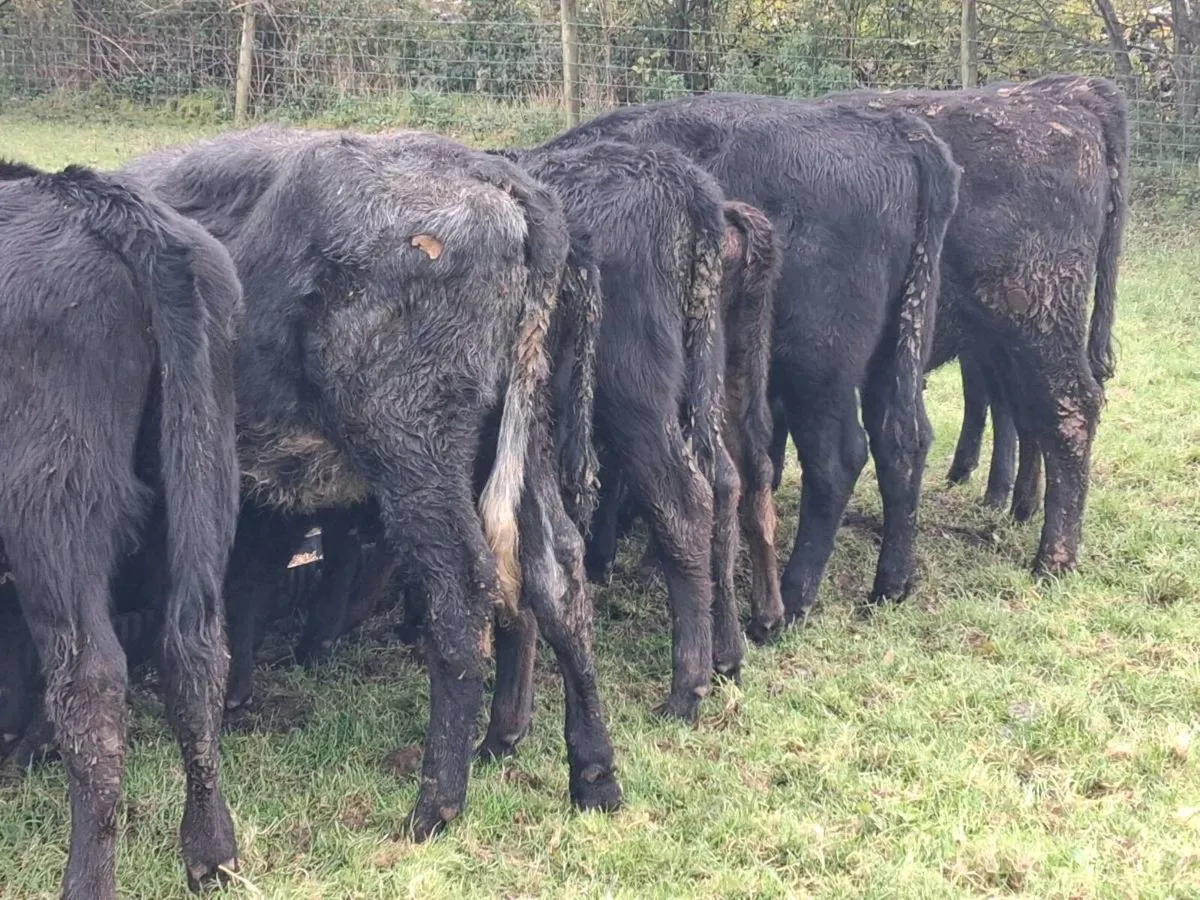 10 Angus Weanling Heifers - Image 3
