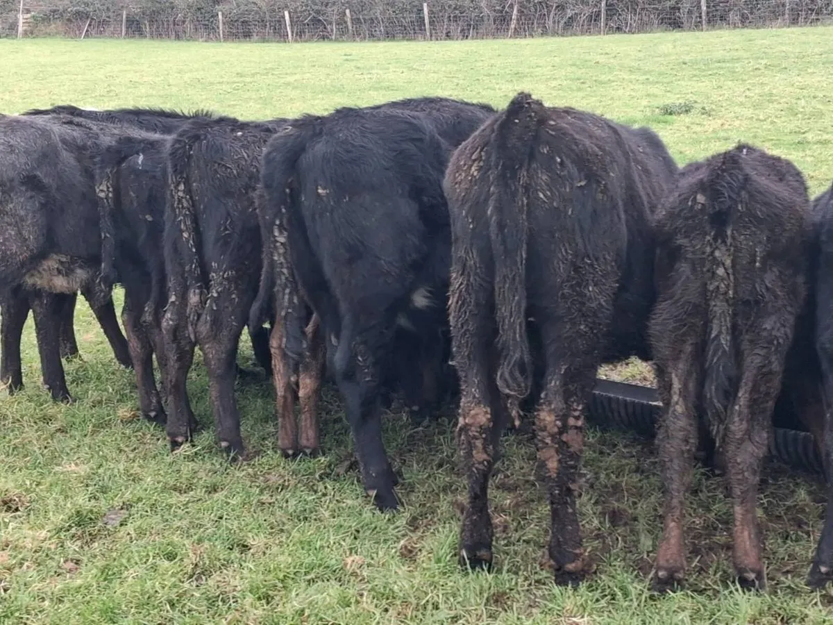 10 Angus Weanling Heifers - Image 4