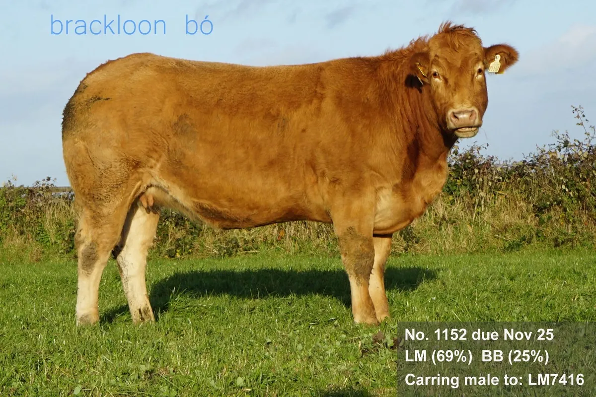Heifers Incalf Springer - Image 4