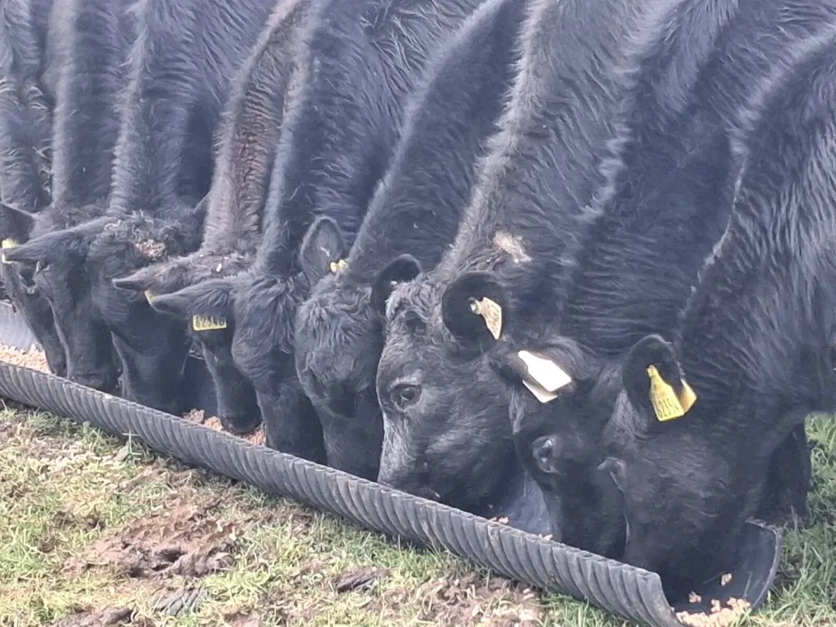 10 Angus Weanling Heifers - Image 2