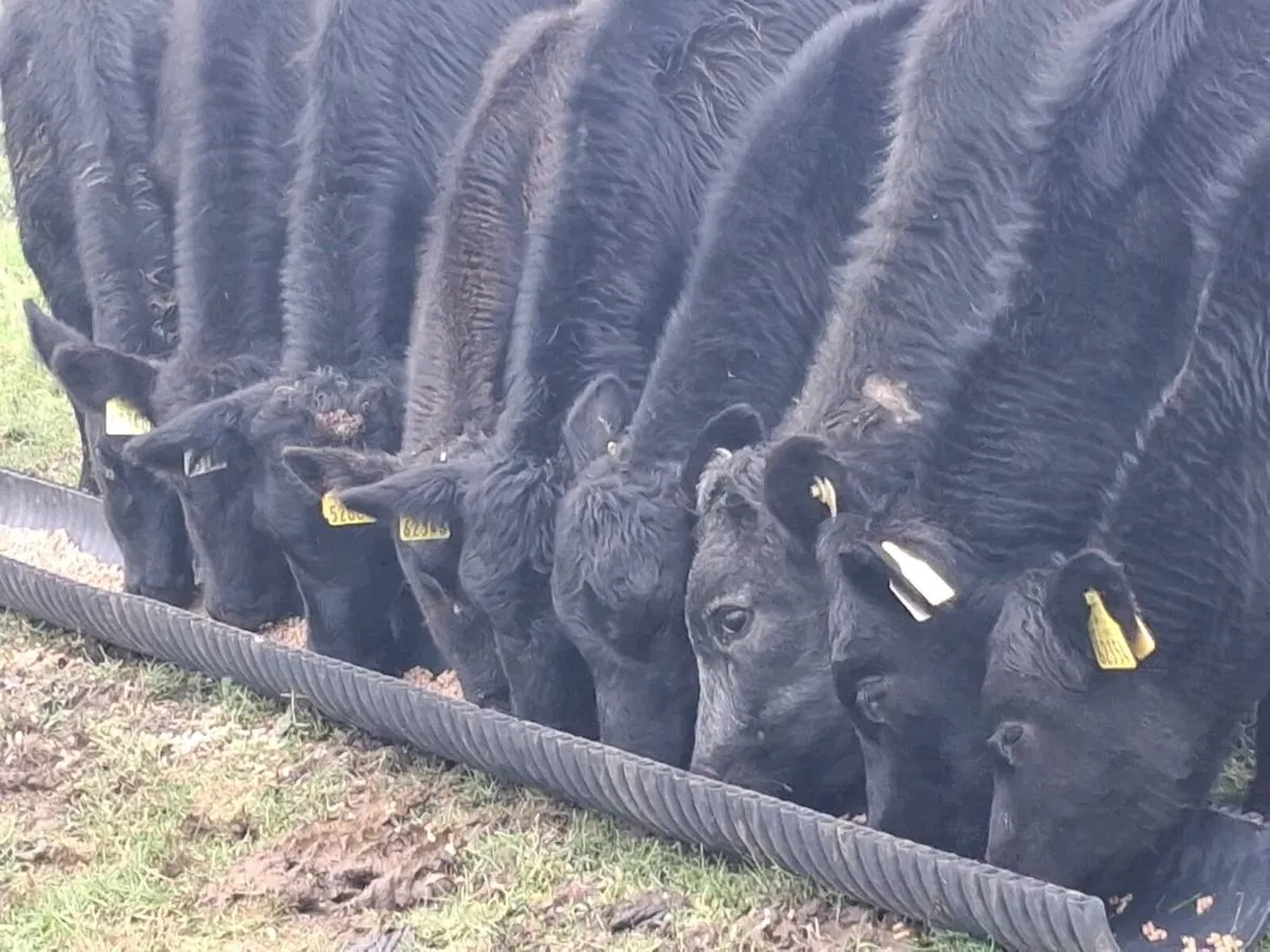 10 Angus Weanling Heifers - Image 1