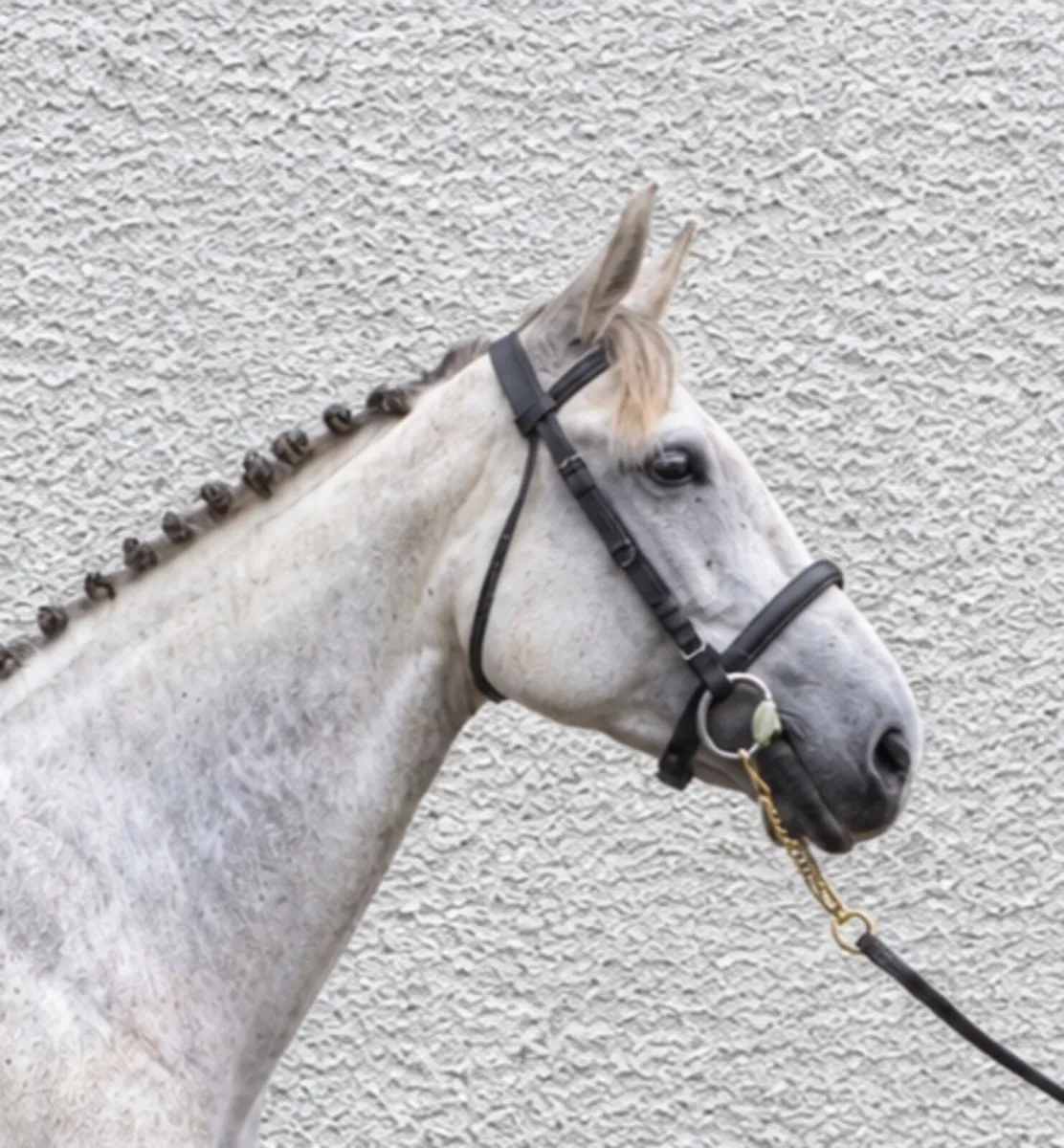 ISH Mare - All Rounder - Image 1