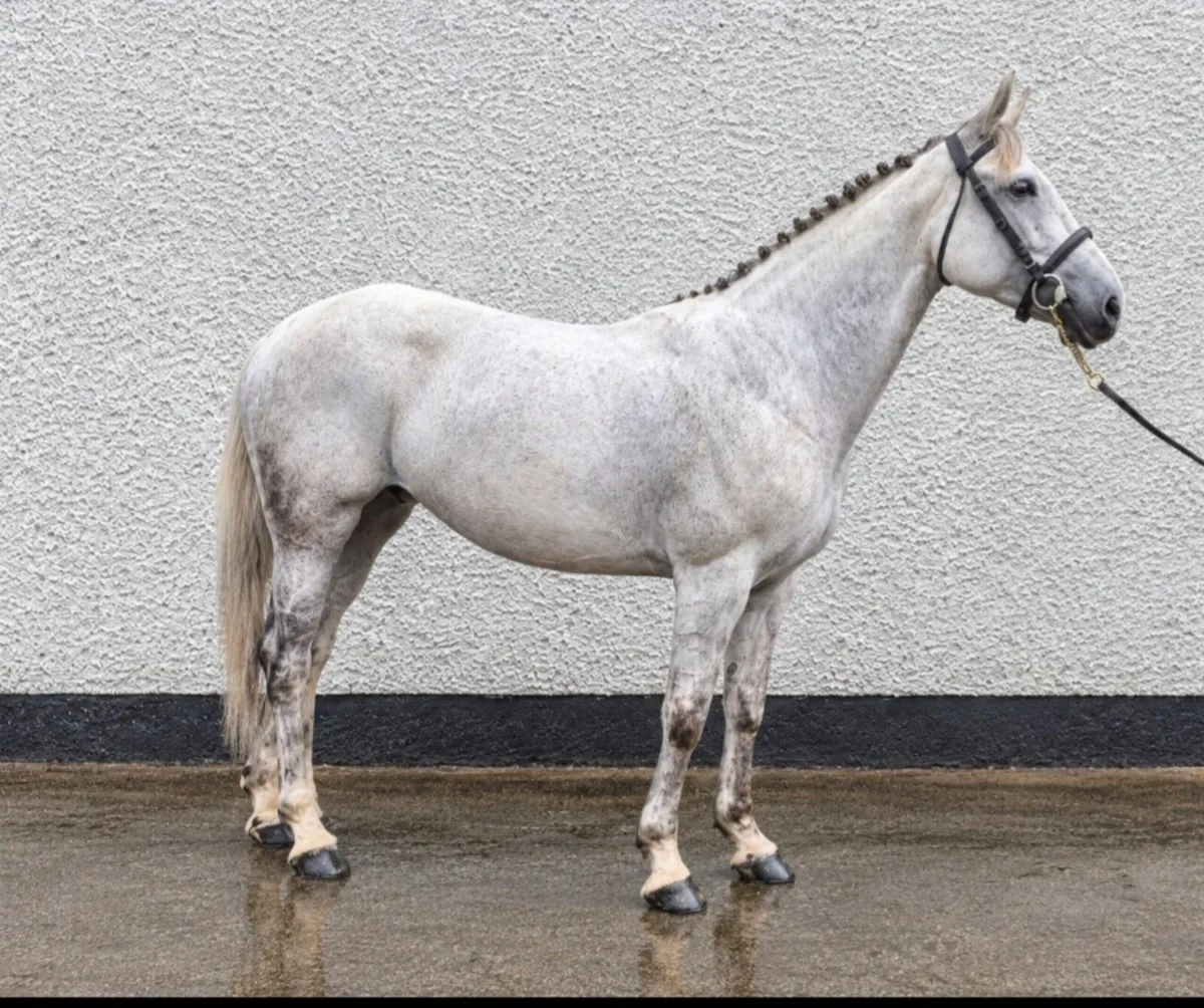 ISH Mare - All Rounder - Image 2