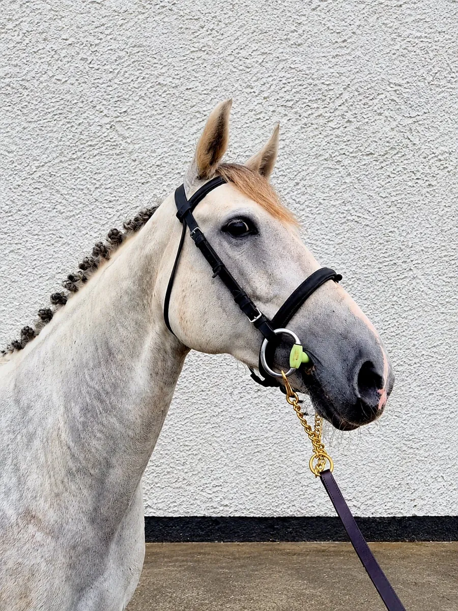 ISH Mare - All Rounder - Image 3