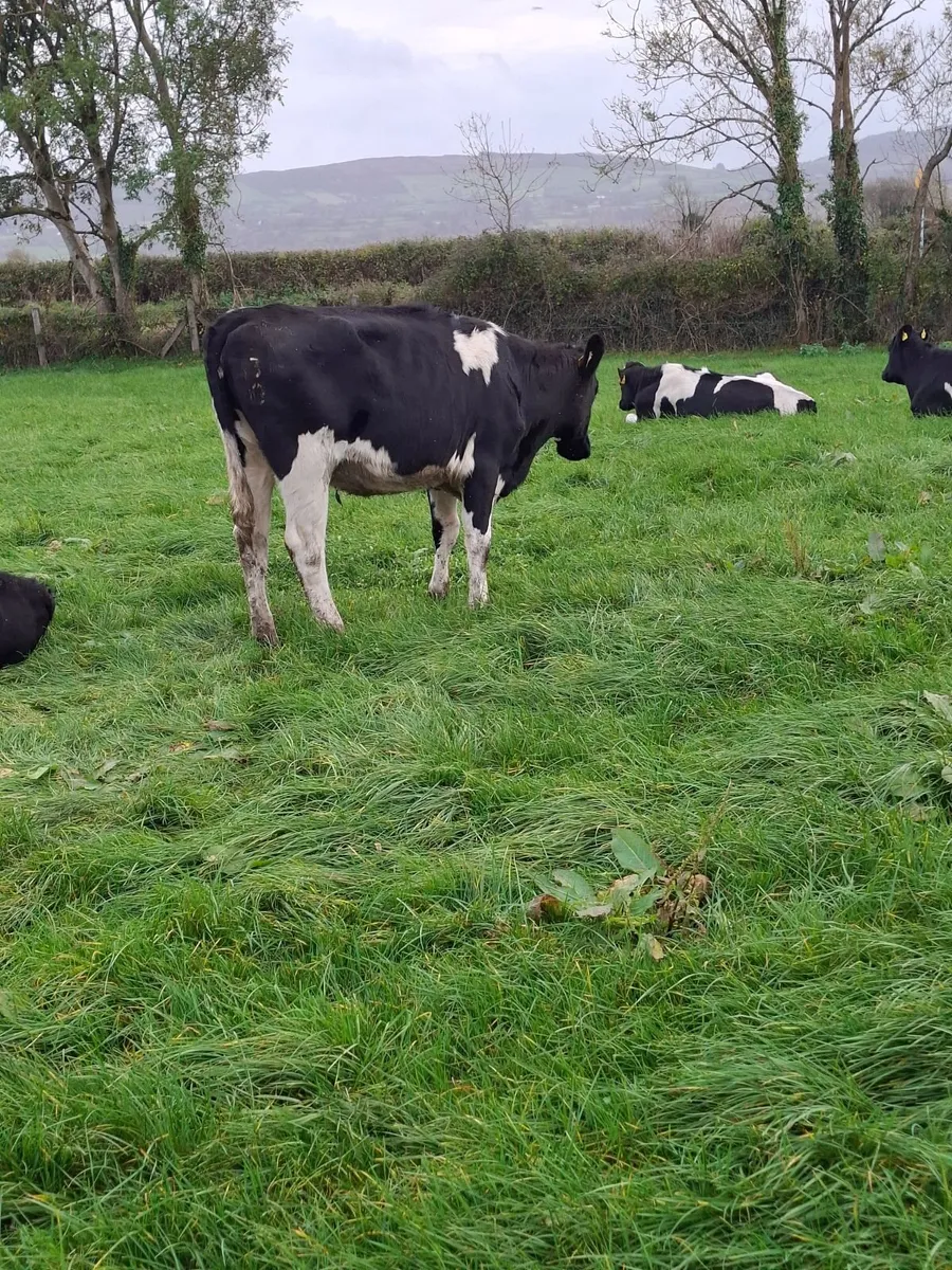 Holstein Friesian In calf heifers - Image 1