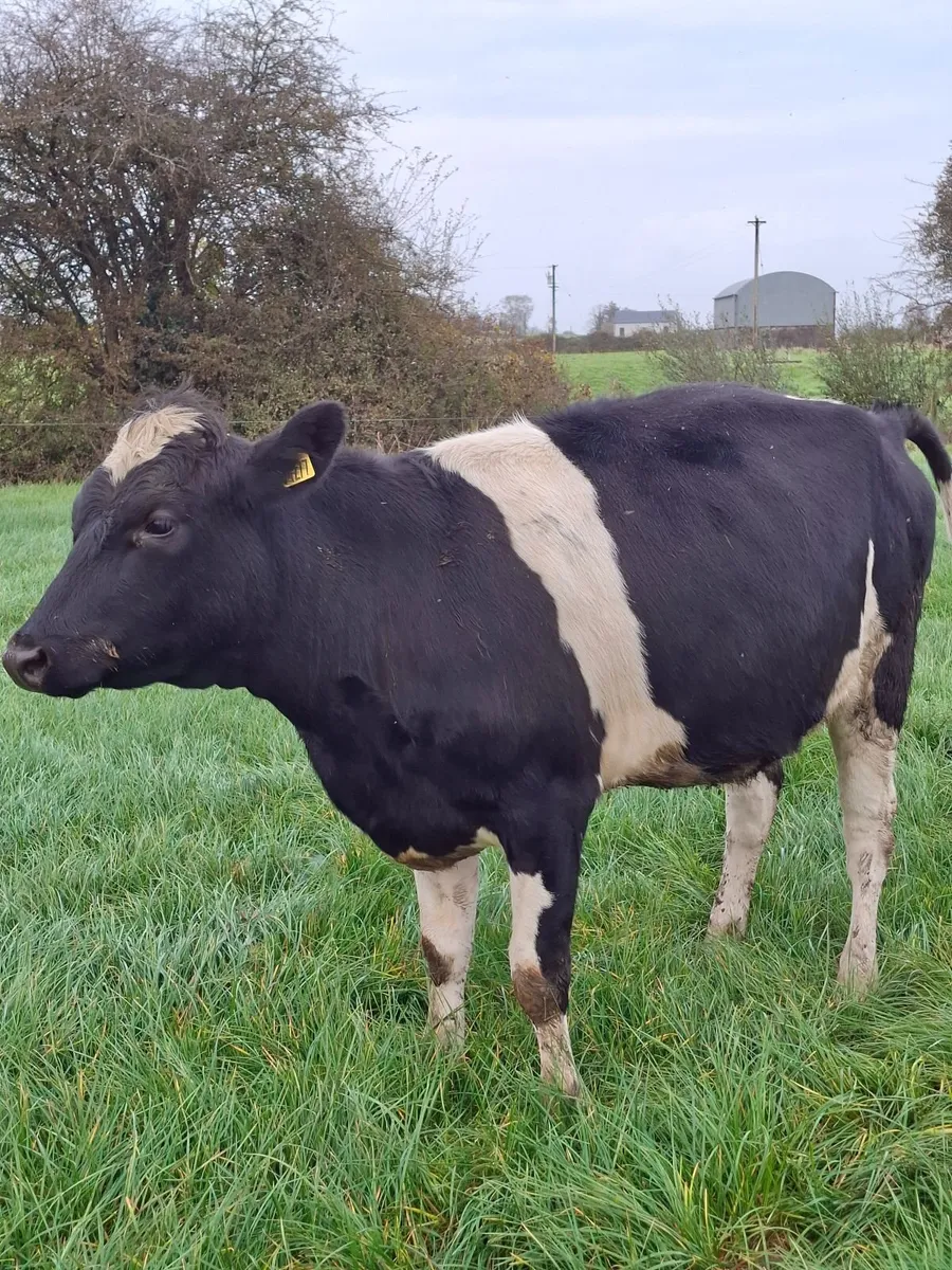 Holstein Friesian In calf heifers - Image 2