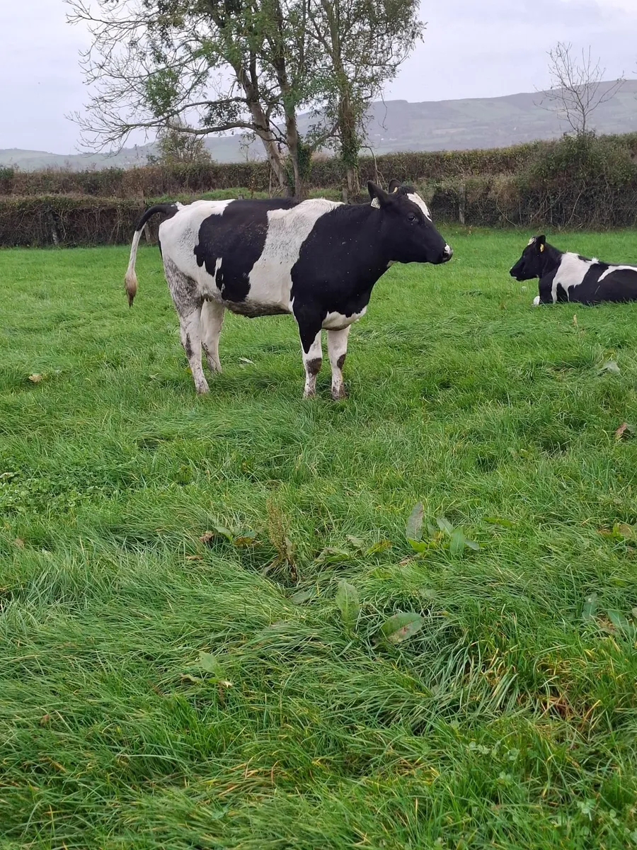 Holstein Friesian In calf heifers - Image 3