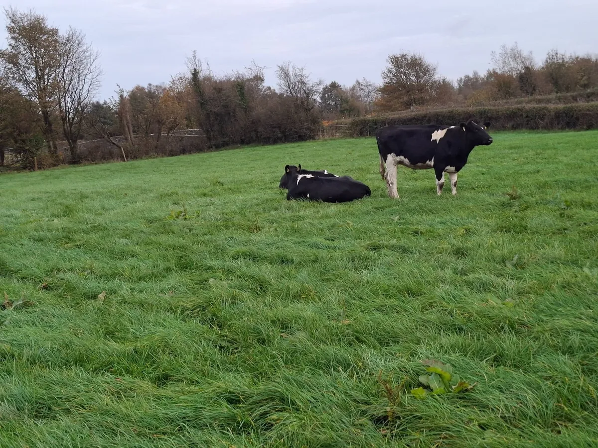 Holstein Friesian In calf heifers - Image 4