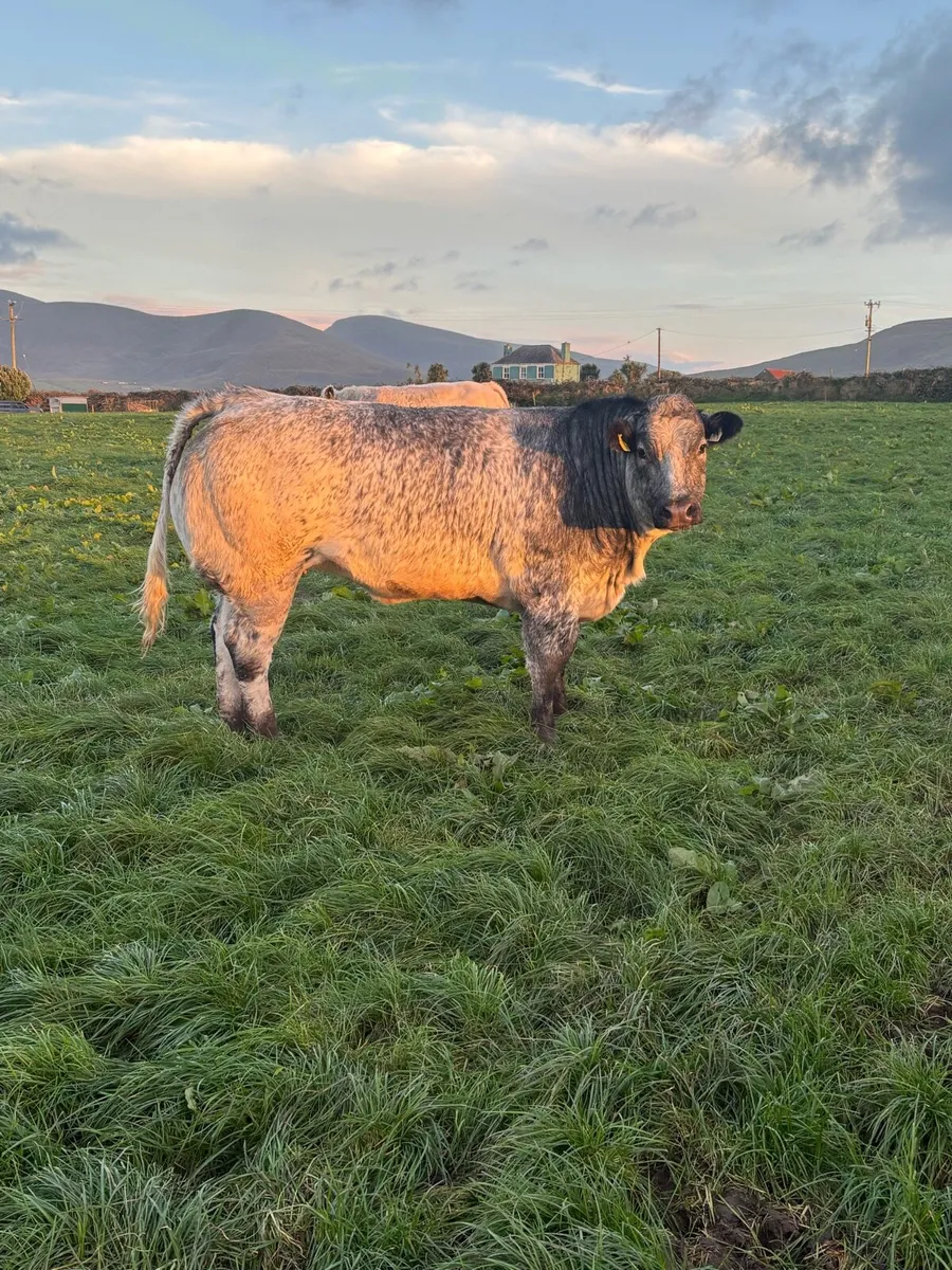 Breeding show heifer - Image 2