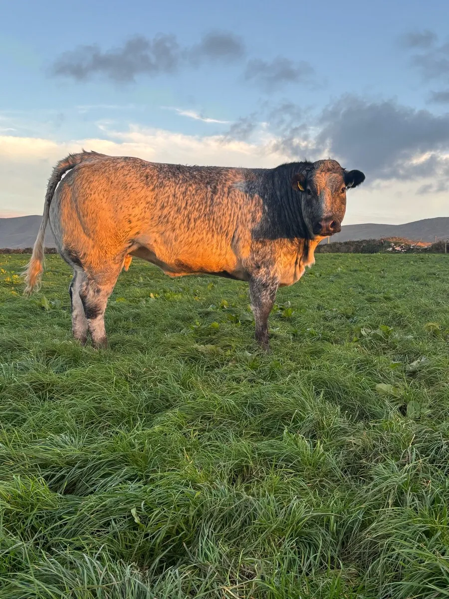 Breeding show heifer - Image 3