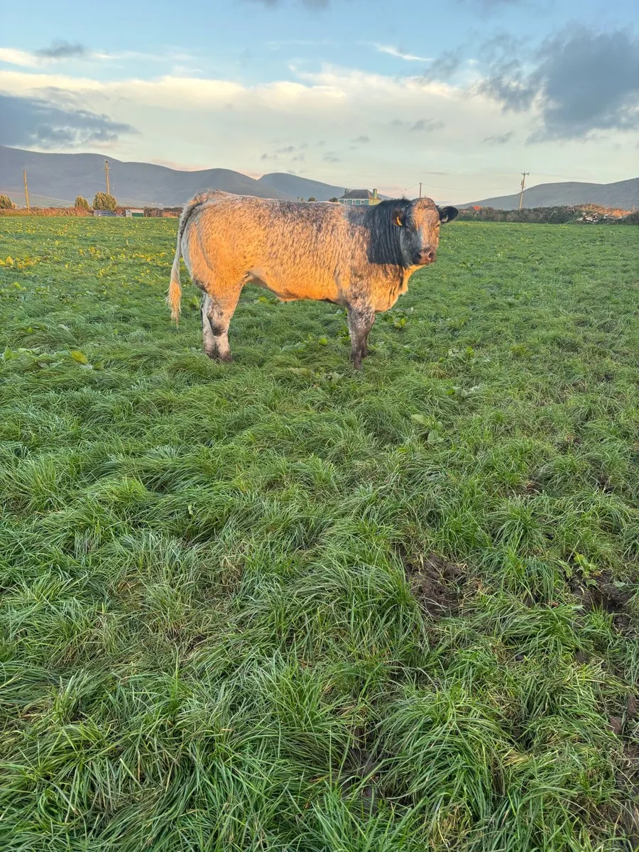 Breeding show heifer - Image 1
